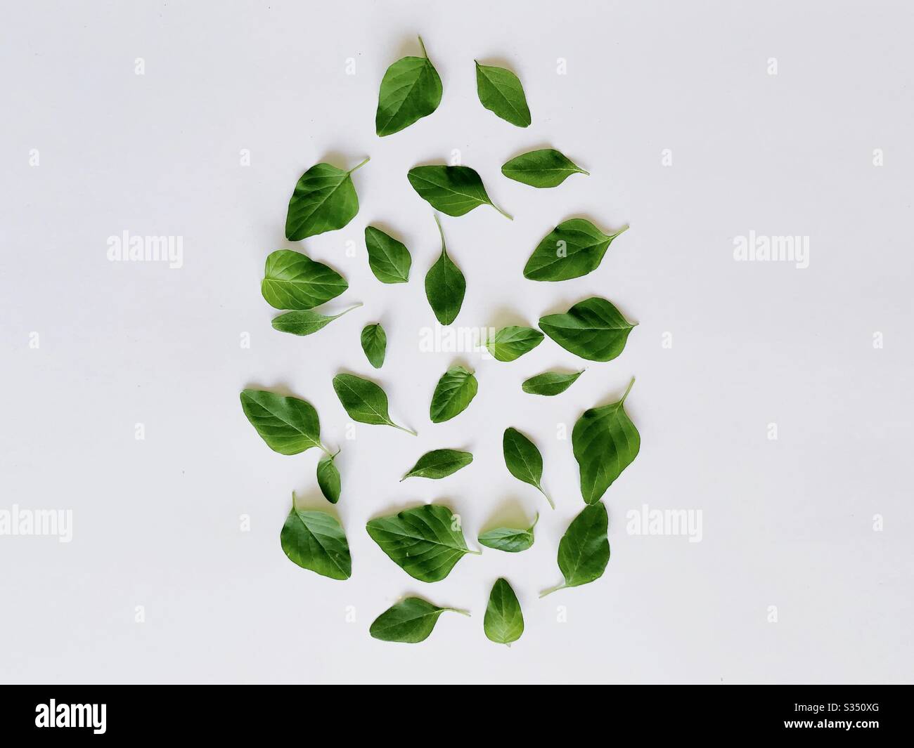 Easter egg : easter concept with green Leaves and branches Stock Photo