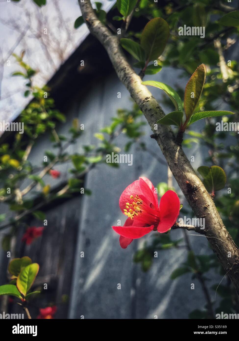Red flowering Quince blossom with metal shed in background - Smartphone Captured Stock Image