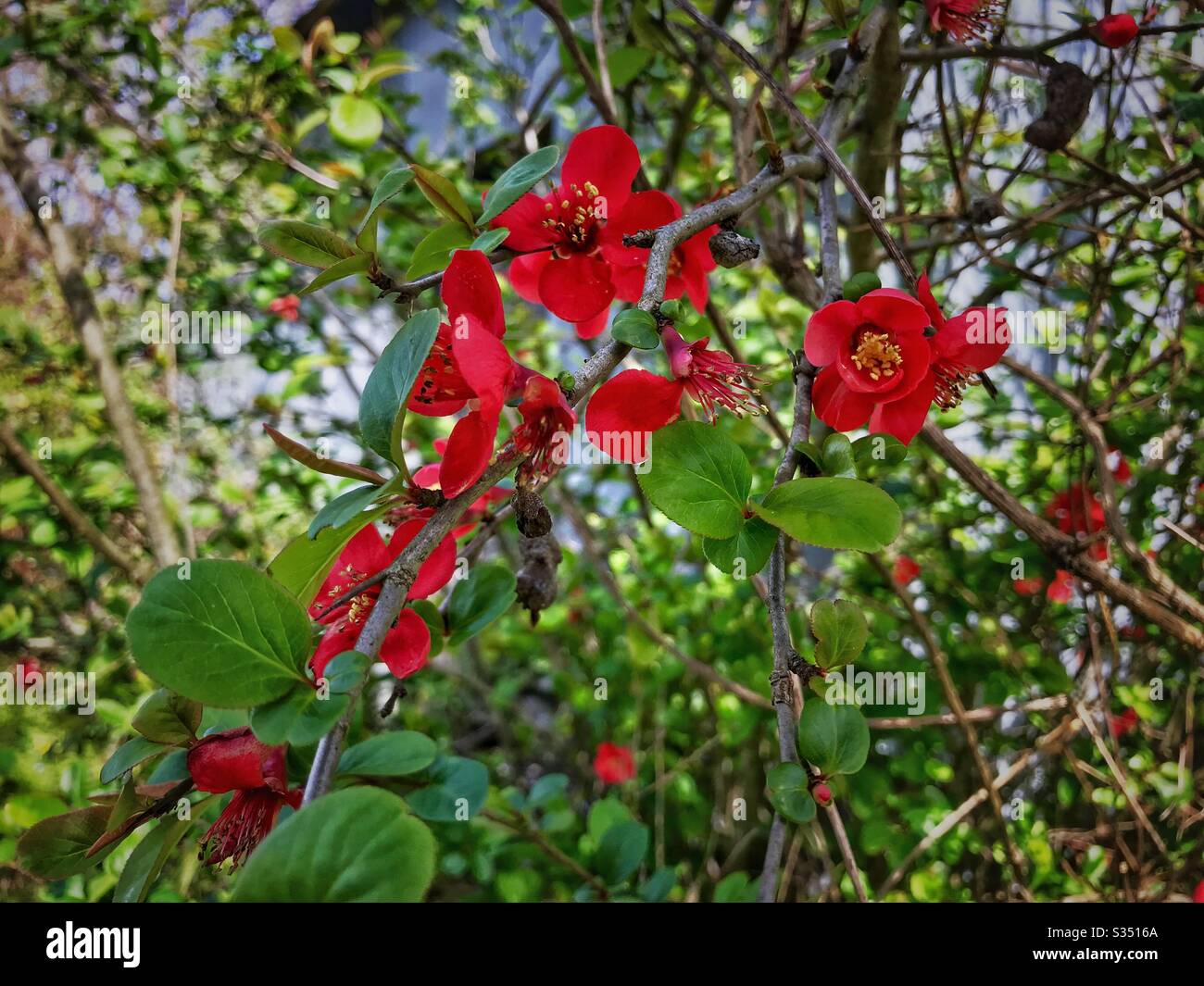 Red flowering Quince Stock Photo