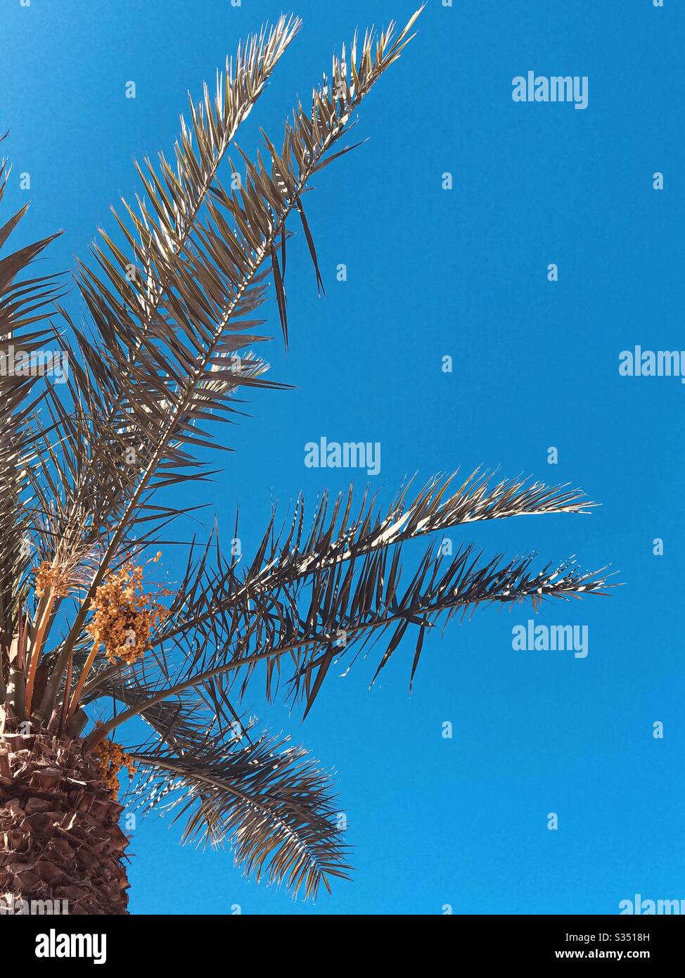 Partial view, palm tree, bearing fruit, nature, desert plant, upward