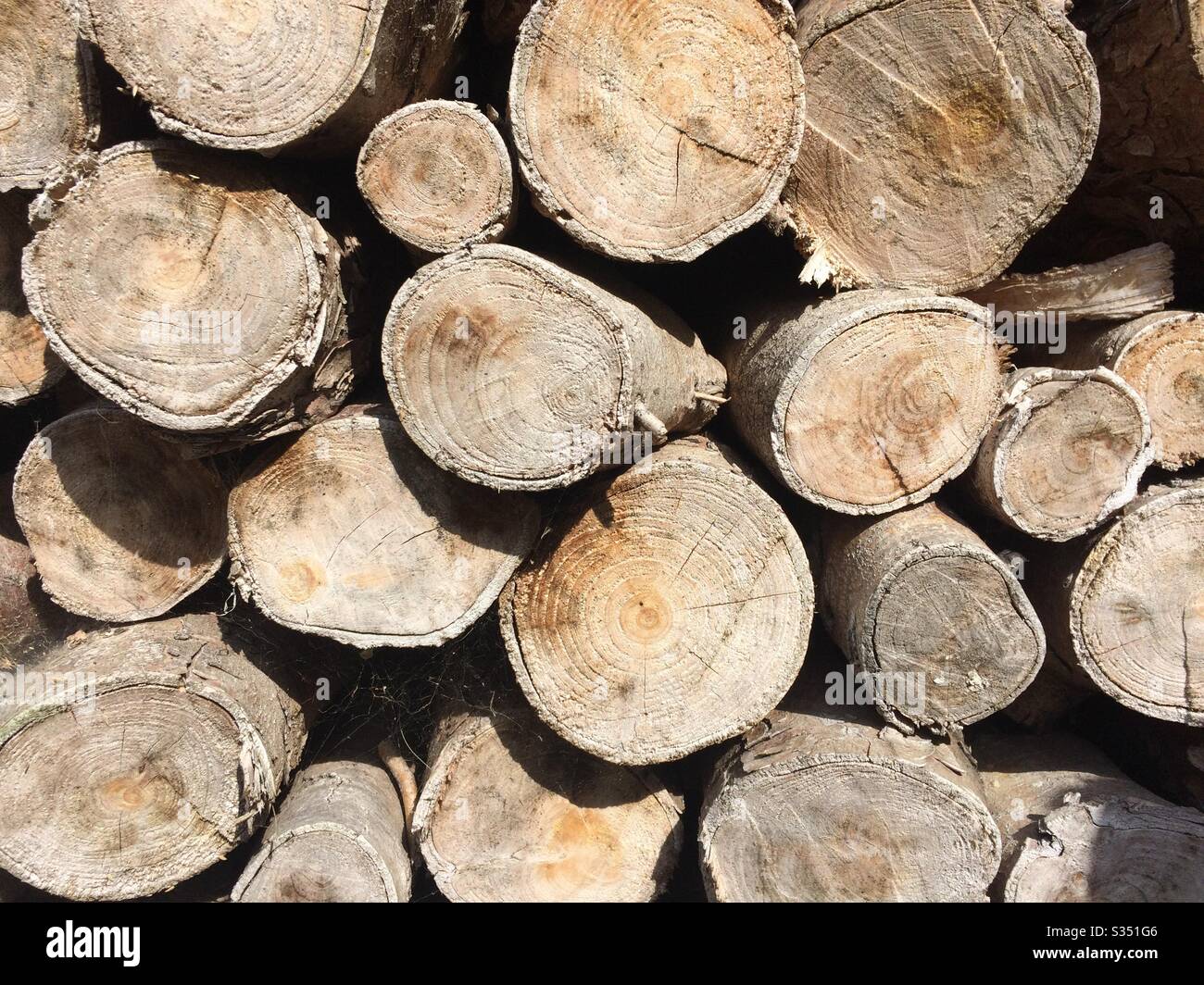 Pile of logs - Smartphone Captured Stock Image