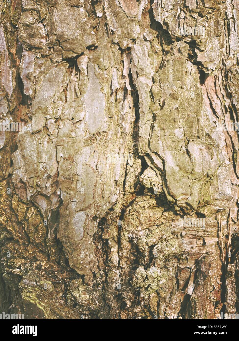 Closeup and detailed view of the peeling and weathered bark on the trunk of an old mature pine tree in forest. Textured background from nature - Smartphone Captured Stock Image