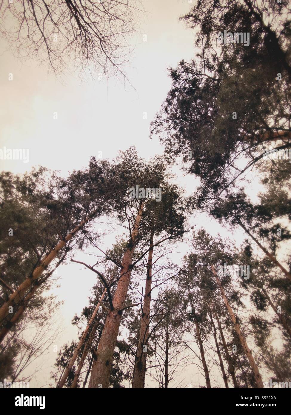Tall pine trees in rural dense forest. Natural treescape in woodland. Looking straight up. Worm’s eye view of treetops against sky with branches and foliage - Smartphone Captured Stock Image