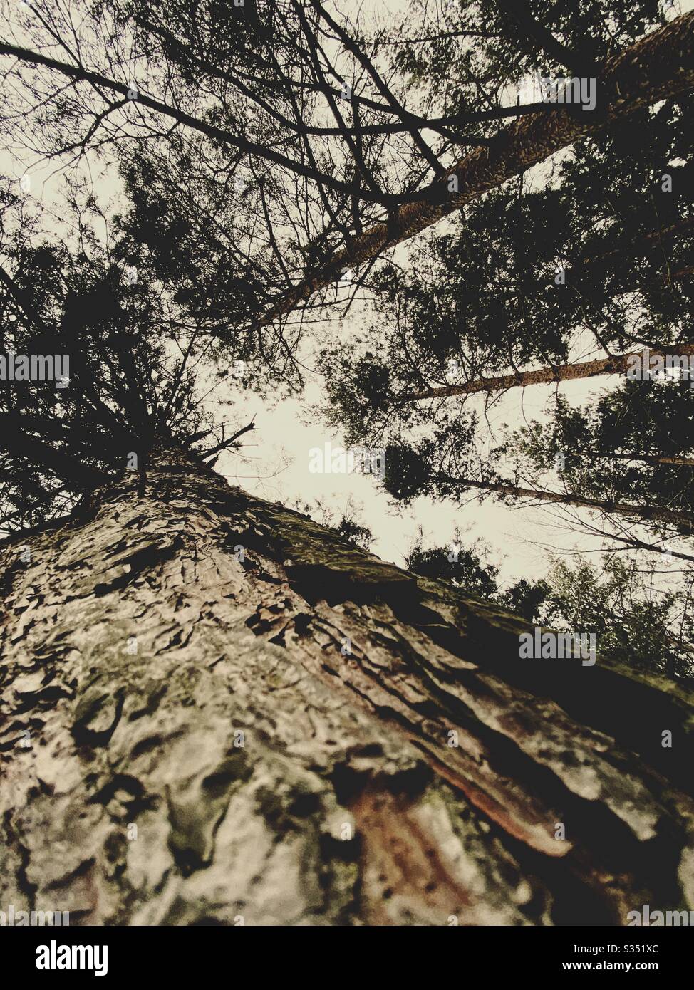 Tall pine trees in rural dense forest. Natural treescape in woodland. Looking straight up. Worm’s eye view up a tree trunk. Abstract perspective towards sky. Ancient pine tree. - Smartphone Captured Stock Image