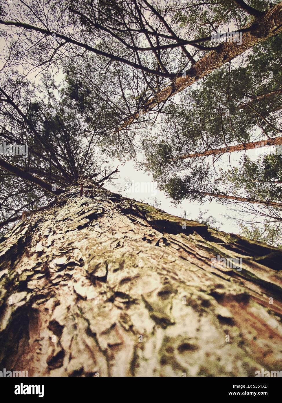 Tall pine trees in rural dense forest. Natural treescape in woodland. Looking straight up. Worm’s eye view up a tree trunk. Abstract perspective towards sky. Ancient pine tree. - Smartphone Captured Stock Image