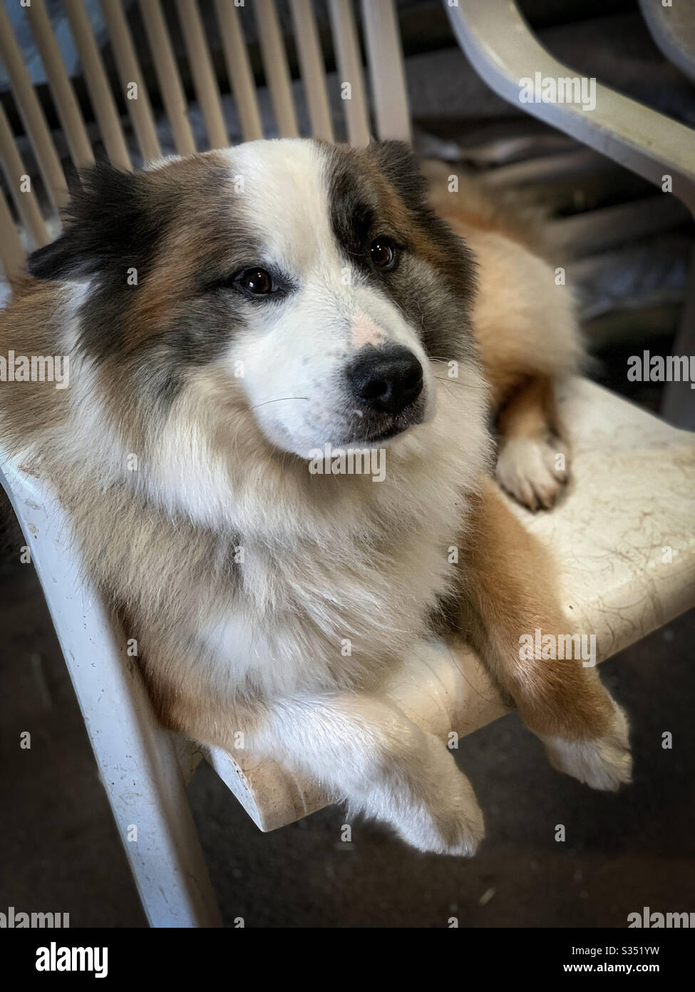 An Icelandic sheepdog lounging in a chair Stock Photo
