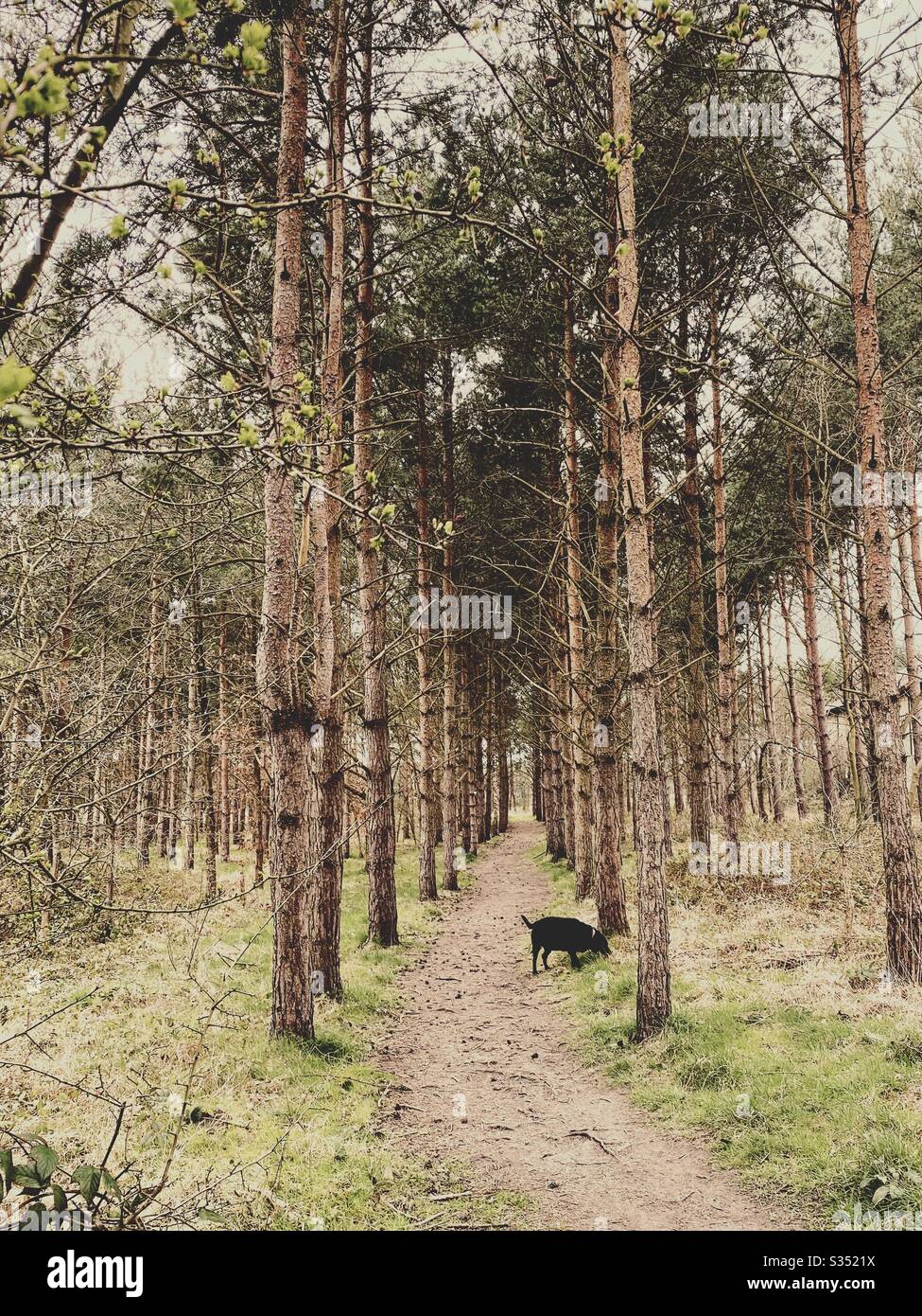 Tall pine trees in rural dense forest. Natural treescape in woodland. A lone black Labrador is seen on a path through trees - Smartphone Captured Stock Image