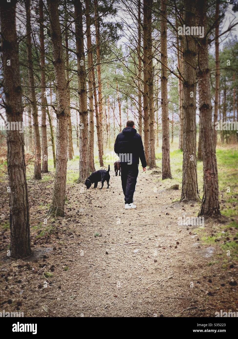 Tall pine trees in rural dense forest. Natural treescape in woodland trail. Man is seen from behind, walking dogs in nature - Smartphone Captured Stock Image