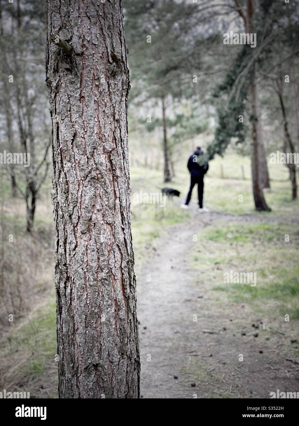 Tall pine trees in rural dense forest. Natural treescape in woodland trail. Blurry man is seen from behind with selective focus on tree trunk, walking dogs in nature - Smartphone Captured Stock Image