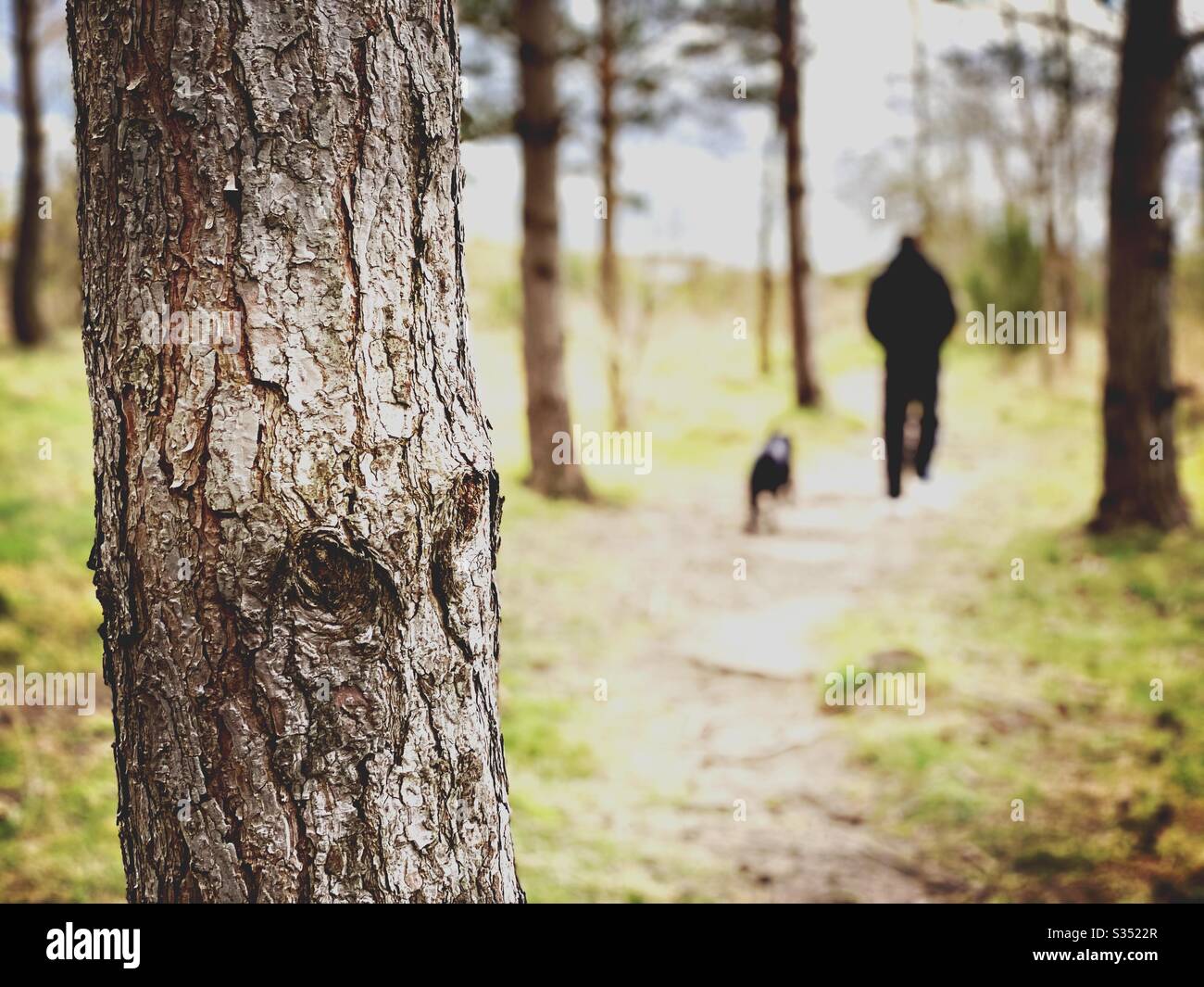 Tall pine trees in rural dense forest. Natural treescape in woodland trail. Blurry man is seen from behind with selective focus on tree trunk, walking dogs in nature - Smartphone Captured Stock Image