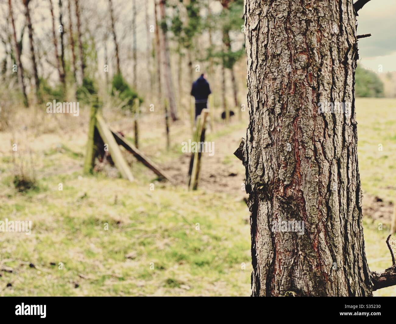 Tall pine trees in rural dense forest. Natural treescape in woodland trail. Blurry man is seen from behind with selective focus on tree trunk, walking dogs in nature - Smartphone Captured Stock Image