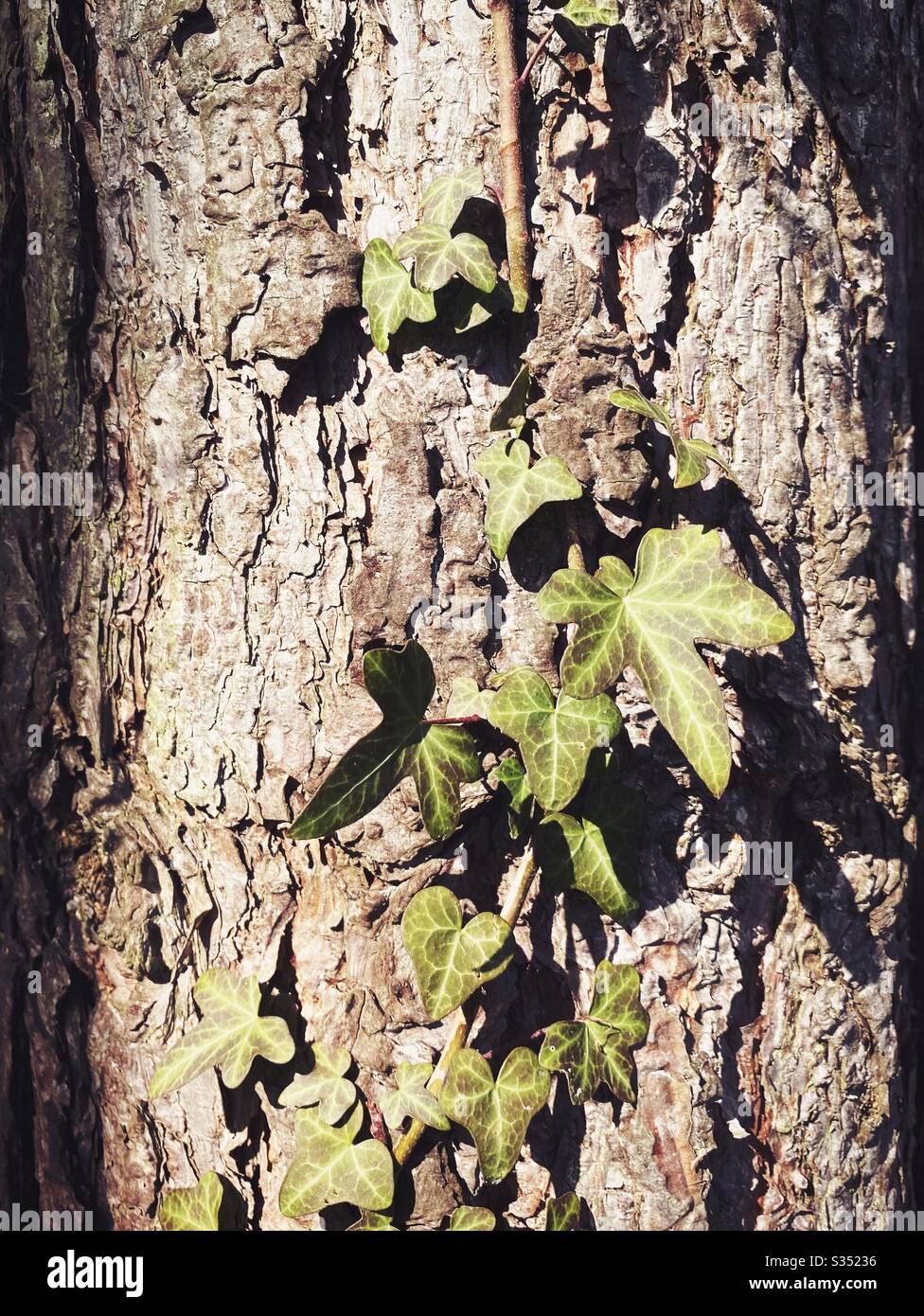 Closeup and detailed view of the peeling and weathered bark on the trunk of an old mature pine tree in forest. Textured background from nature with green leaves of climbing Ivy - Hedera helix - Smartphone Captured Stock Image
