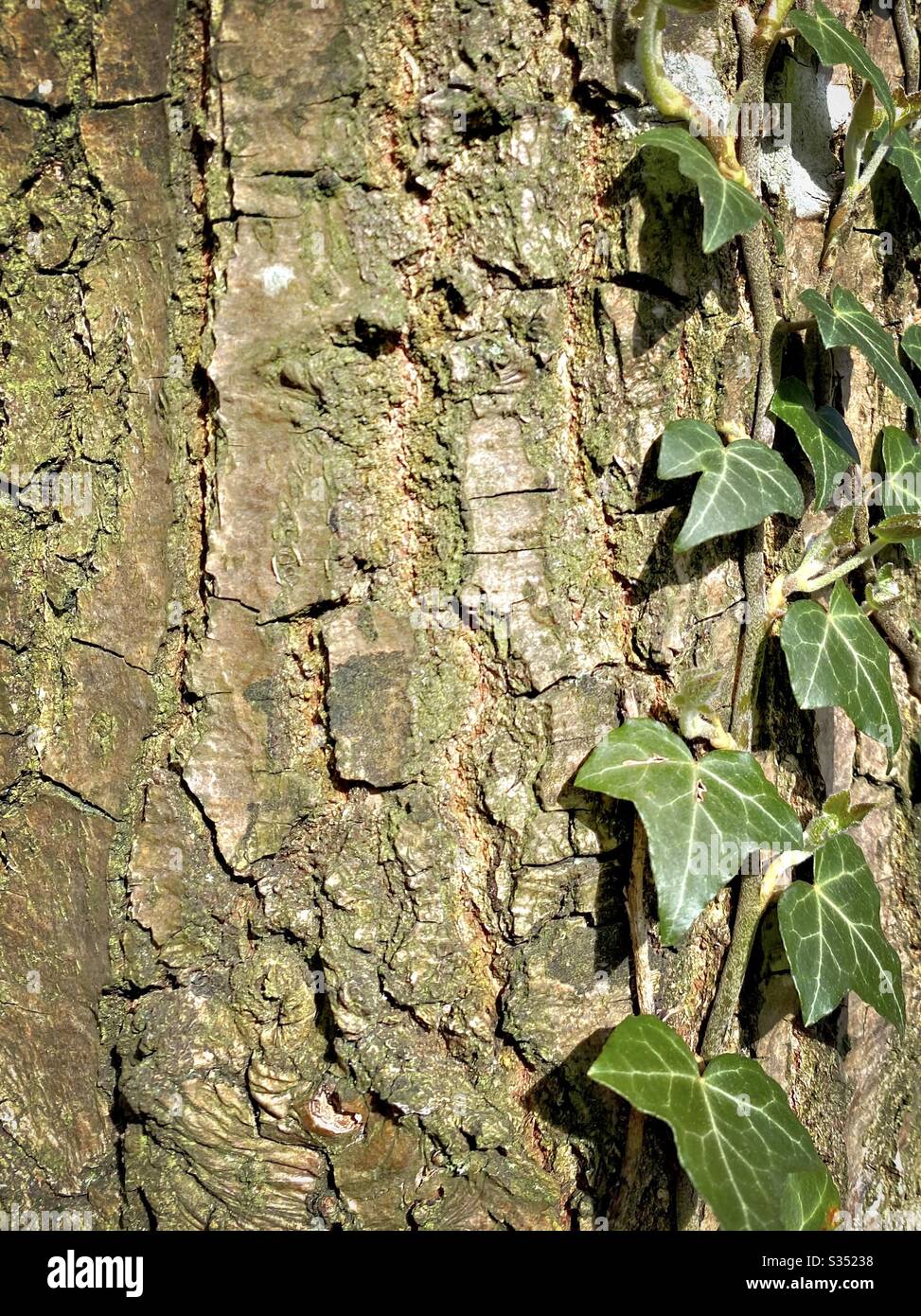 Closeup and detailed view of the peeling and weathered bark on the trunk of an old mature pine tree in forest. Textured background from nature with green leaves of climbing Ivy - Hedera helix - Smartphone Captured Stock Image