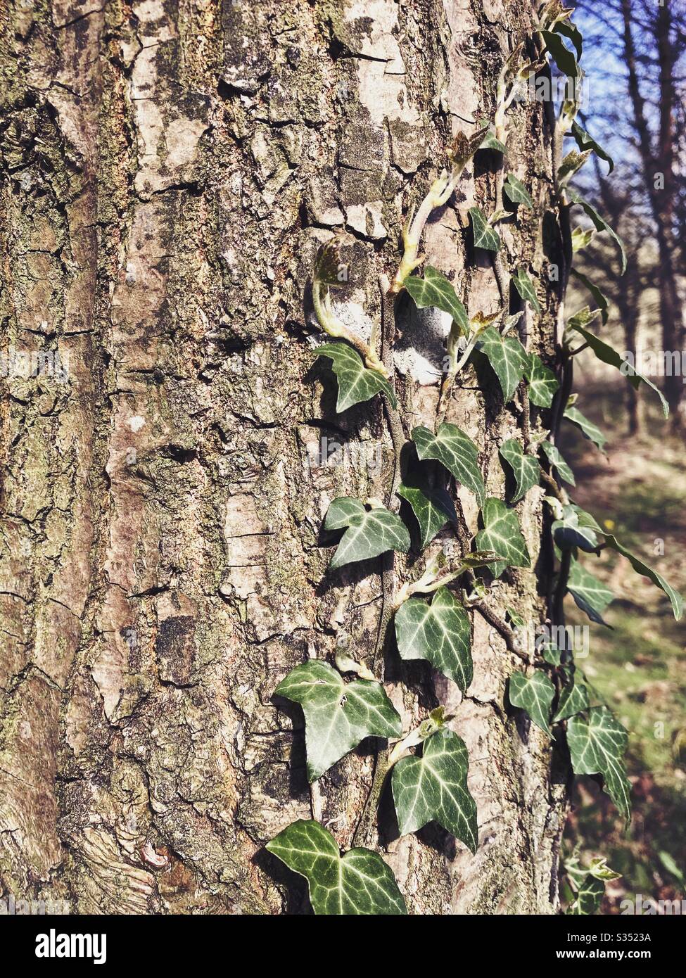 Closeup and detailed view of the peeling and weathered bark on the trunk of an old mature pine tree in forest. Textured background from nature with green leaves of climbing Ivy - Hedera helix - Smartphone Captured Stock Image