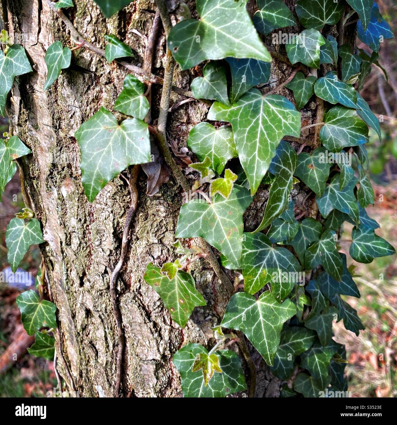 Closeup and detailed view of the peeling and weathered bark on the trunk of an old mature pine tree in forest. Textured background from nature with green leaves of climbing Ivy - Hedera helix - Smartphone Captured Stock Image
