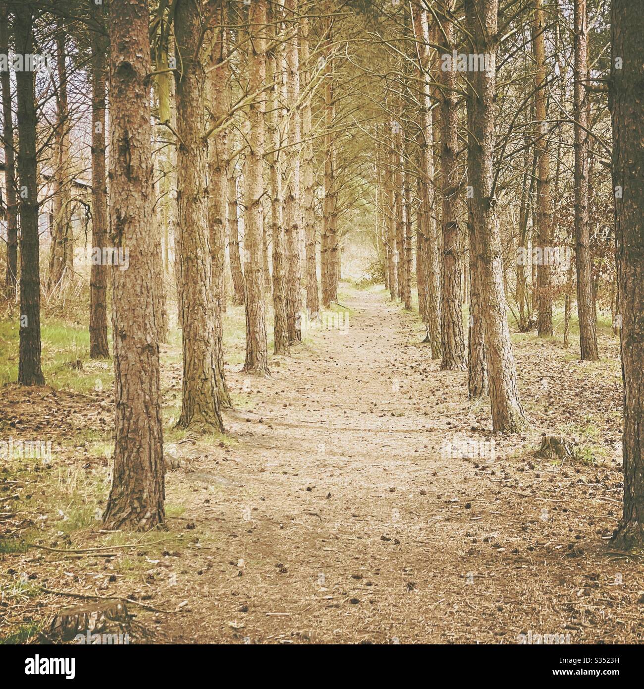 Tall pine trees in rural dense forest. Natural treescape in woodland trail. Path through straight rows of mature trees - Smartphone Captured Stock Image