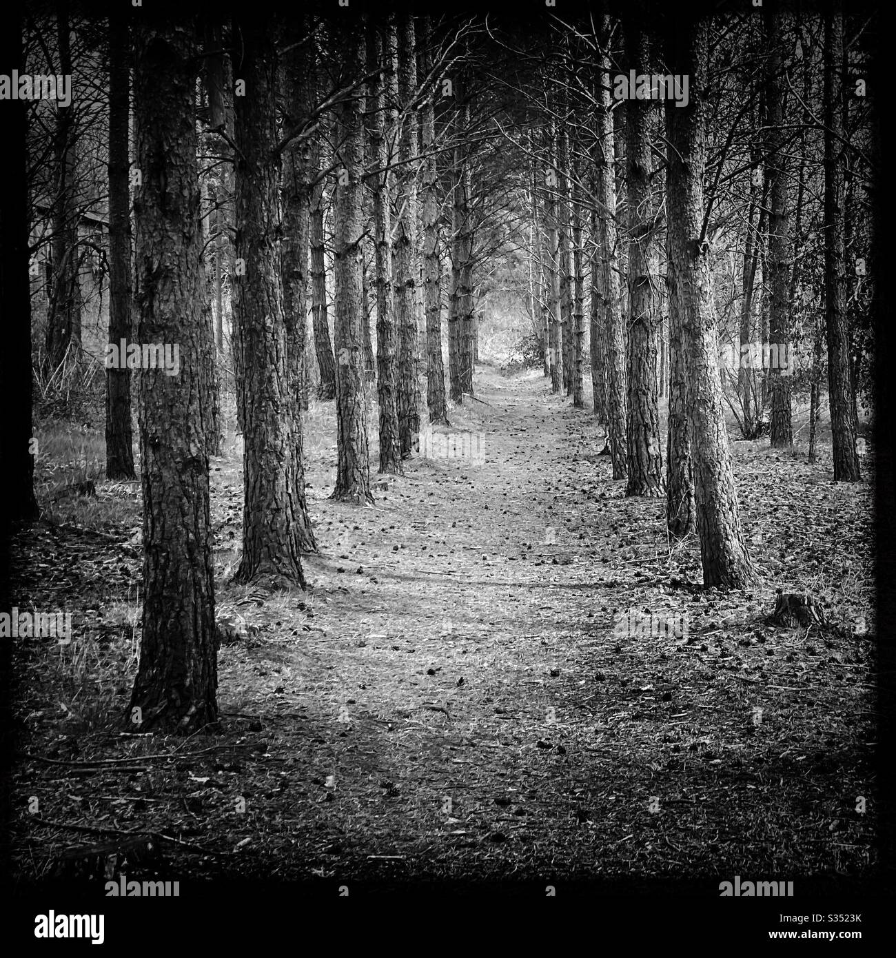 Tall pine trees in rural dense forest. Natural treescape in woodland trail. Tree lines path through ancient trees planted in rows. Black and white edit - Smartphone Captured Stock Image