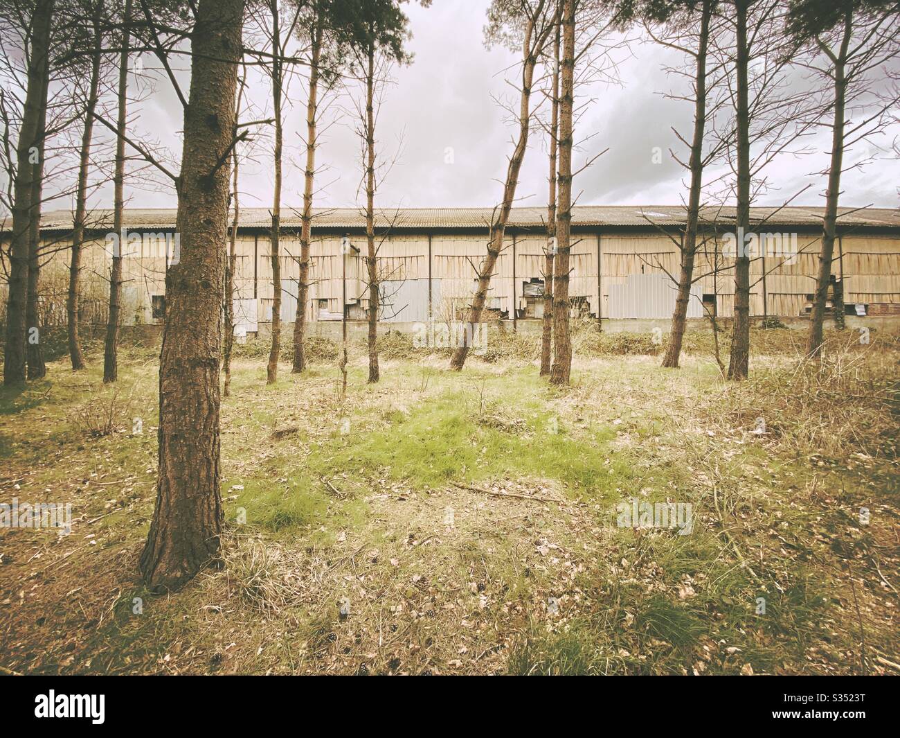 Tall pine trees in rural dense forest. Natural treescape in woodland trail. Abandoned building in state of degradation, covered with dangerous asbestos - Smartphone Captured Stock Image
