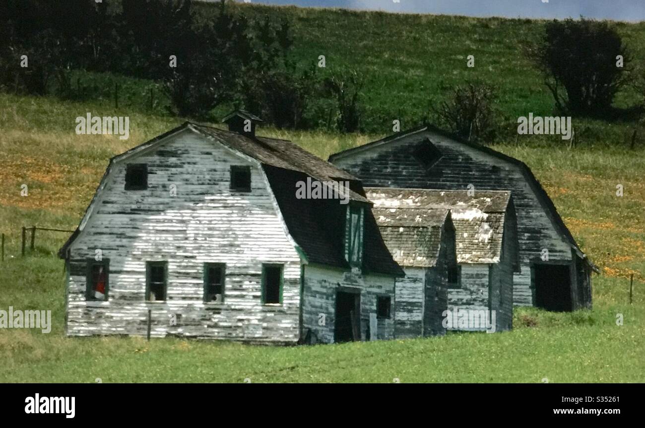 Old farmyard barns, agriculture, country life, wooden, structures,  Alberta, Canada, foothills, residential subdivision, Calgary , - Smartphone Captured Stock Image