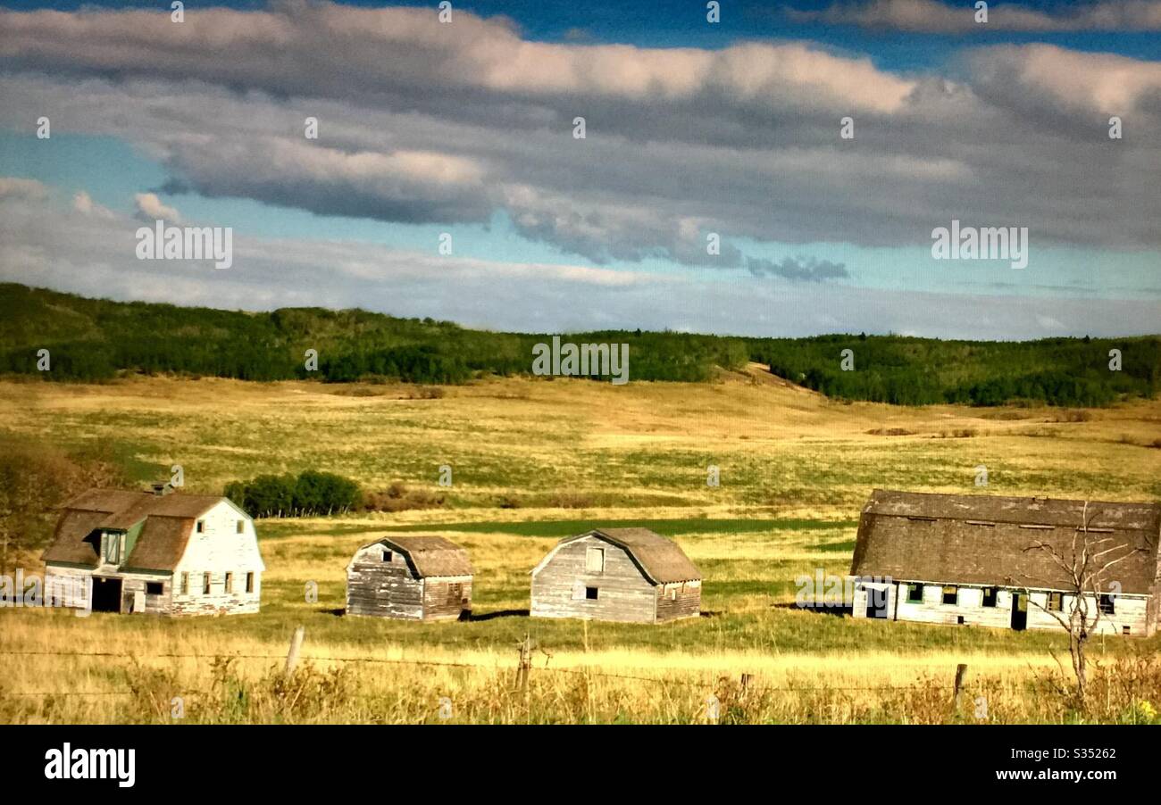 Old farmyard barns, agriculture, country life, wooden, structures,  Alberta, Canada, mountains, foothills, Calgary ,grain field , four barns , - Smartphone Captured Stock Image