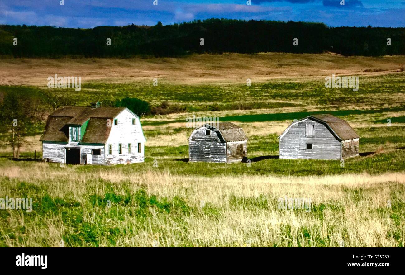 Old farmyard barns, agriculture, country life, wooden, structures,  Alberta, Canada, mountains, foothills, Calgary ,grain field , three barns , - Smartphone Captured Stock Image