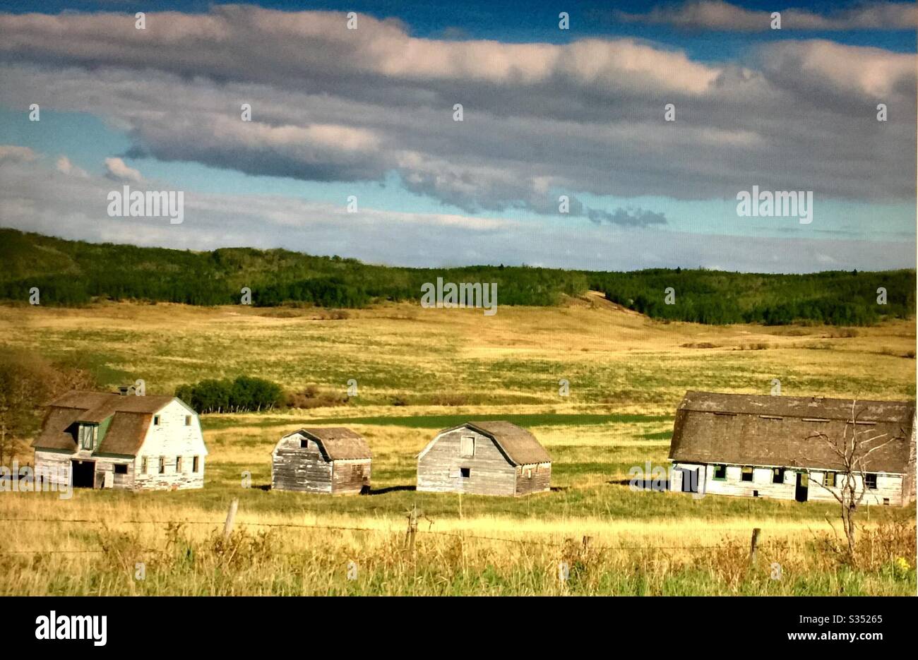 Old farmyard barns, agriculture, country life, wooden, structures,  Alberta, Canada, mountains, foothills, Calgary ,grain field , four barns , - Smartphone Captured Stock Image