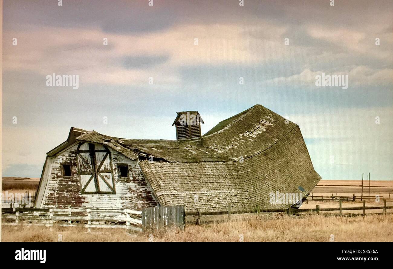 Old farmyard barns, agriculture, country life, wooden, structures,  Alberta, Canada, sagging,collapsing, swayback - Smartphone Captured Stock Image