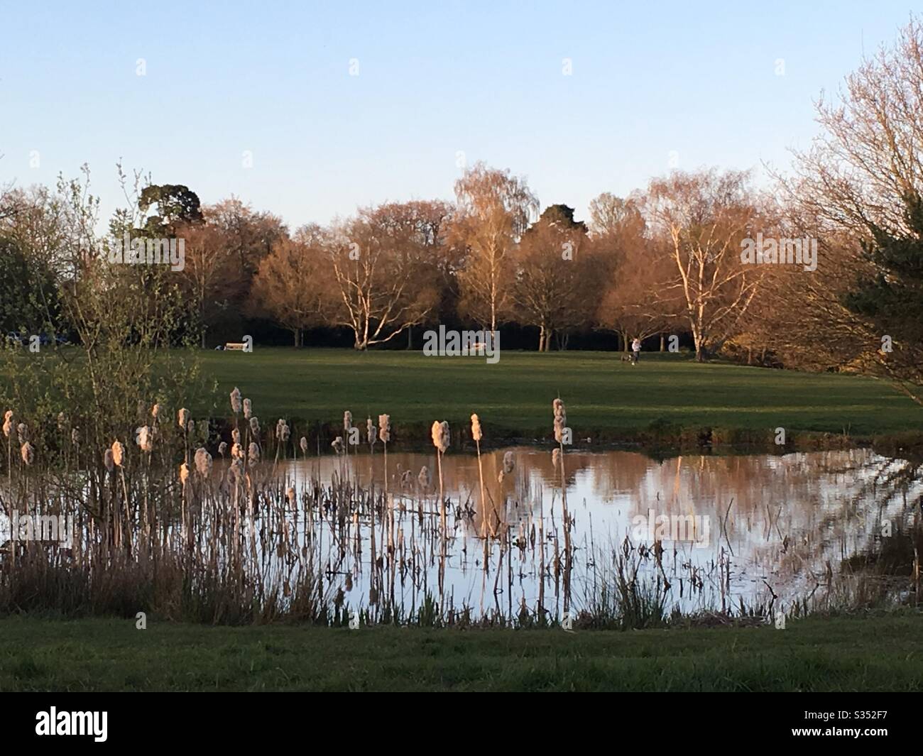 Bull Rushes Pond Evening stillness hi-res stock photography and images - Alamy