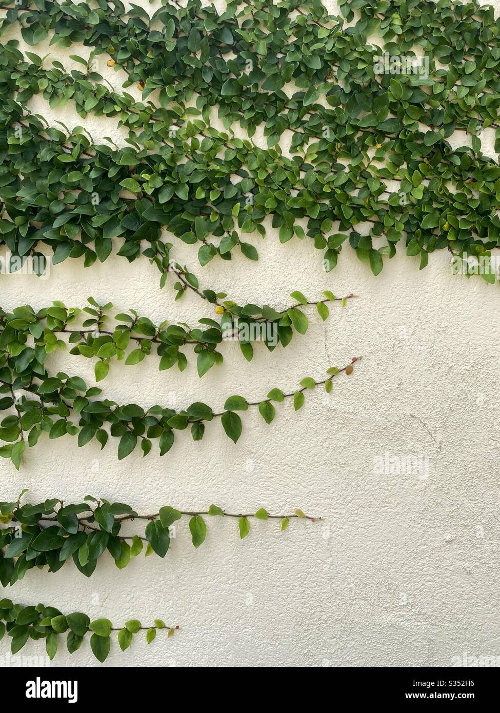 Outdoor beige wall with green ivy growing across the wall - Smartphone Captured Stock Image