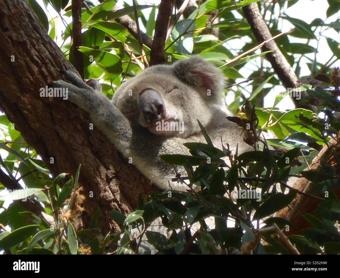 Koala Bear Sleeping In Tree High Resolution Stock Photography and ...