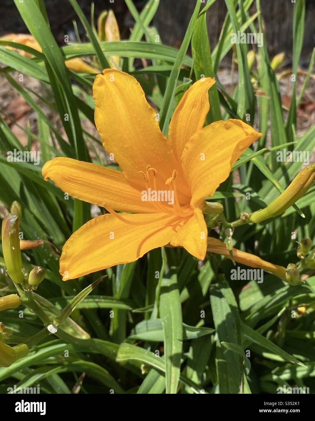 Bright golden Easter lily bloom Stock Photo