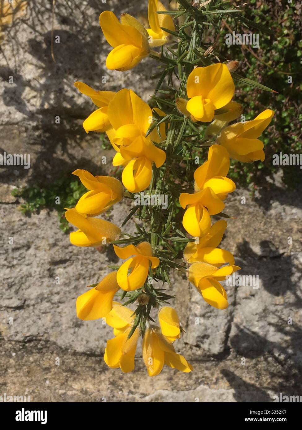 Yellow Gorse Bush Flower In Spring Stock Photo