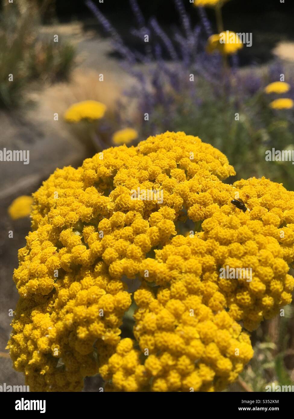 Yellow Athanasia Flowers Stock Photo