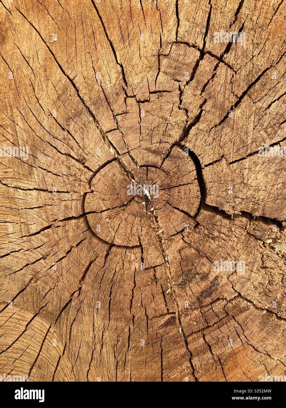 Tree trunk after being cut down Stock Photo Alamy
