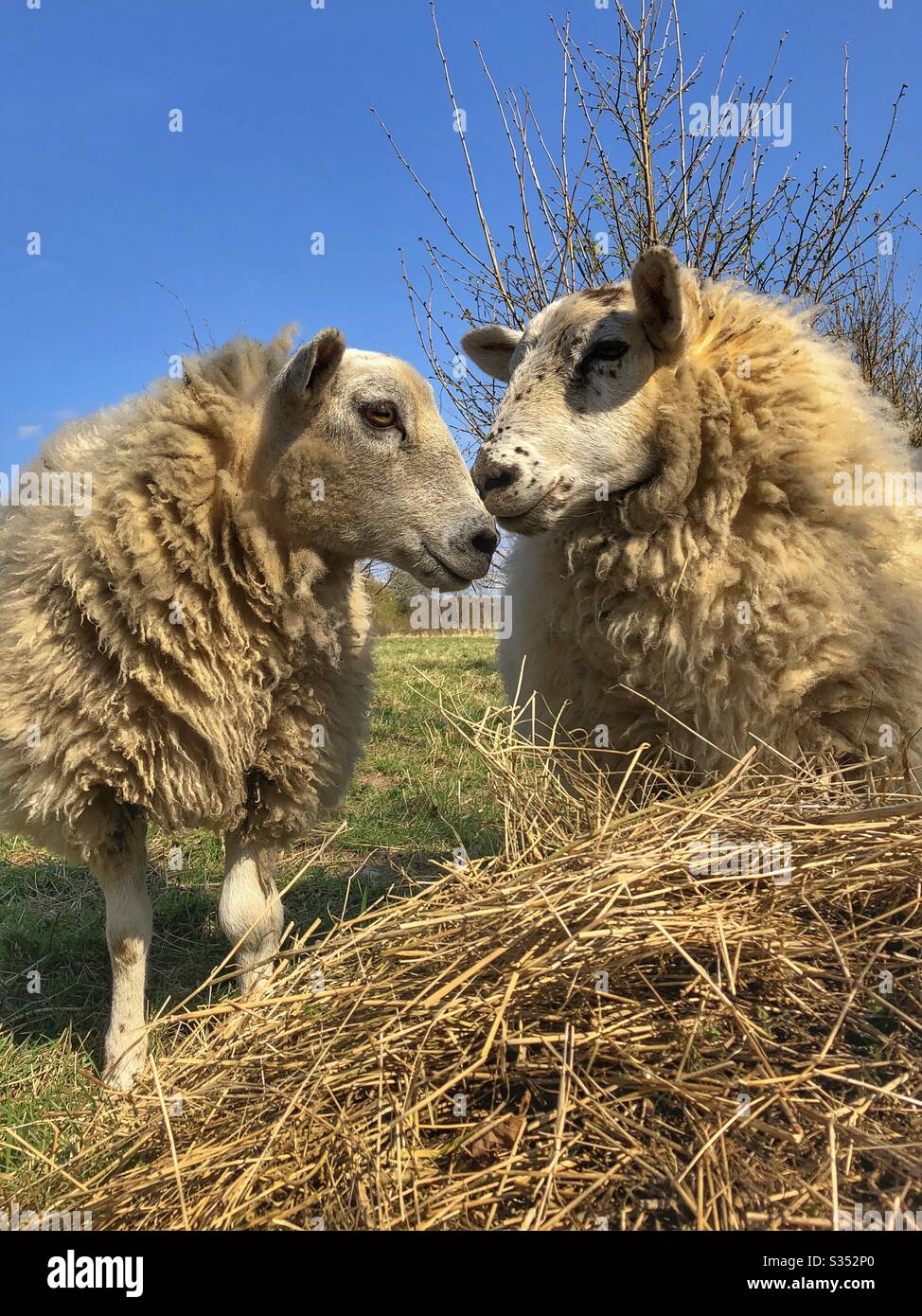 Sheep posing by their feed - Smartphone Captured Stock Image