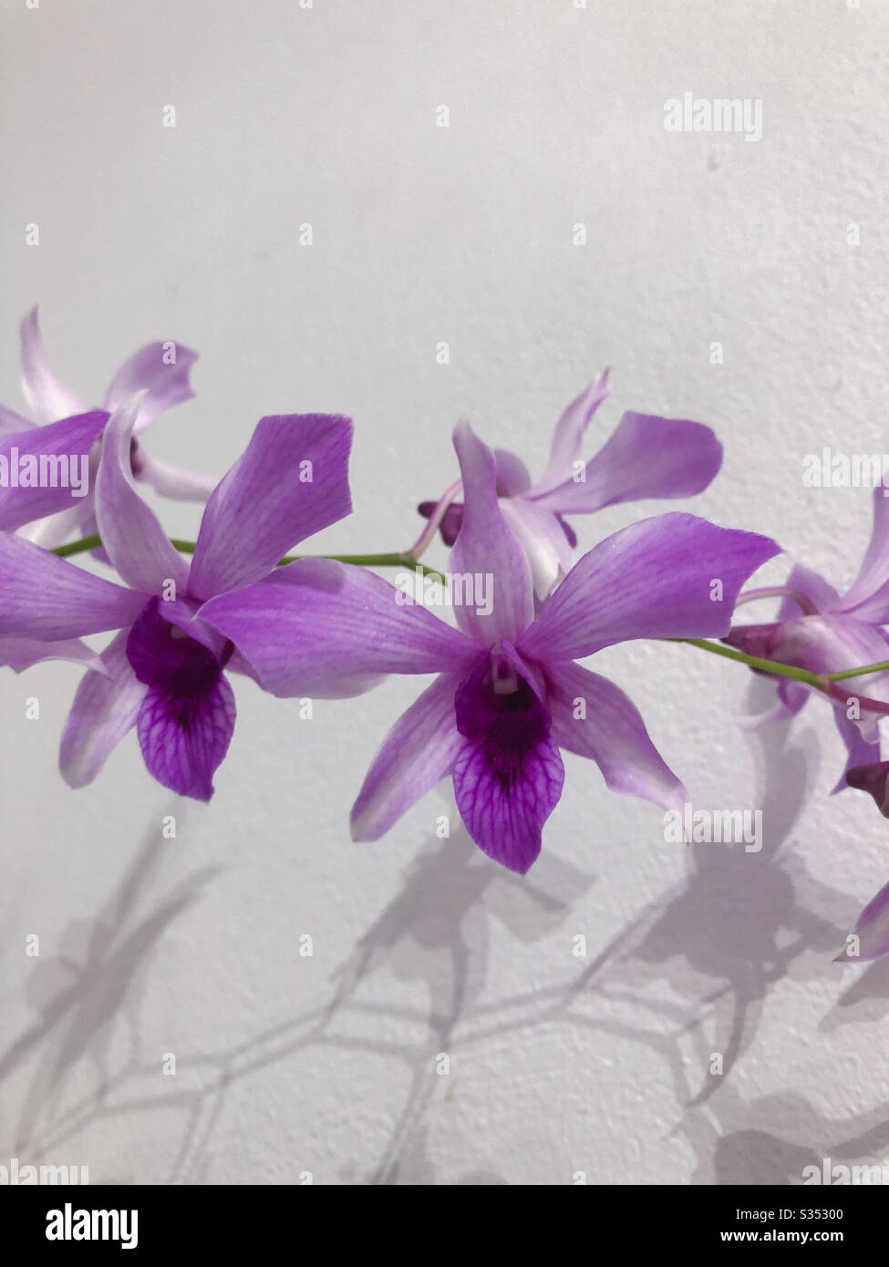 Orchids against white background Stock Photo