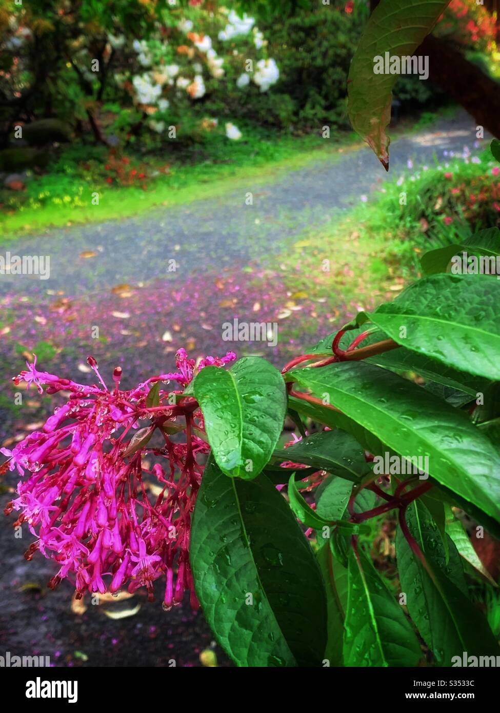 The pink colour Cestrum elegans after the Spring rains.  毛莖夜香樹花 Stock Photo