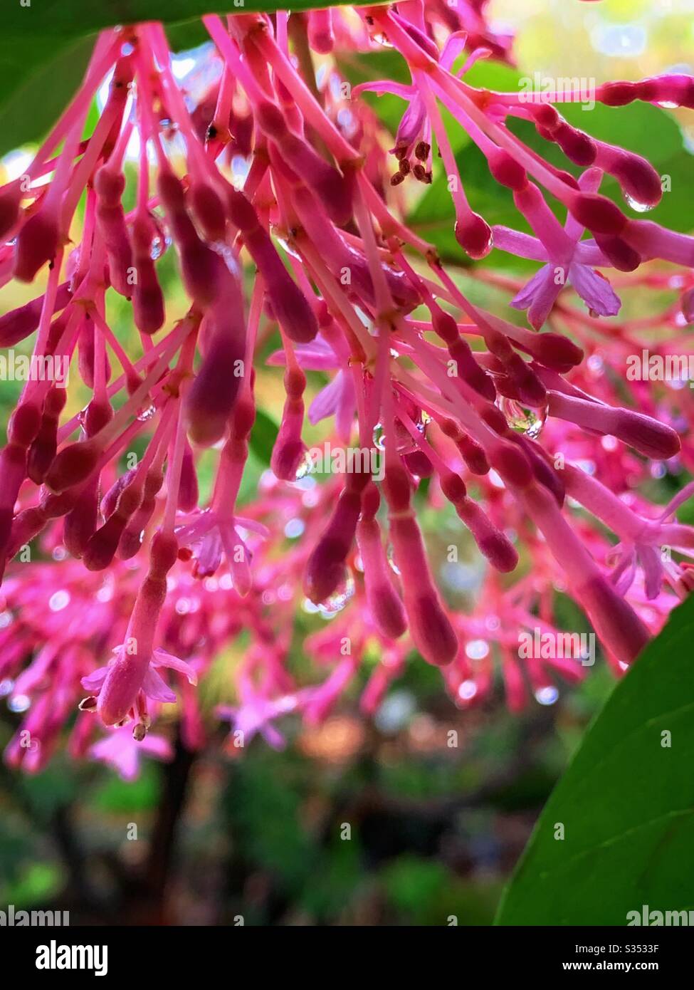 The pink colour Cestrum elegans after the Spring rains.  毛莖夜香樹花 Stock Photo