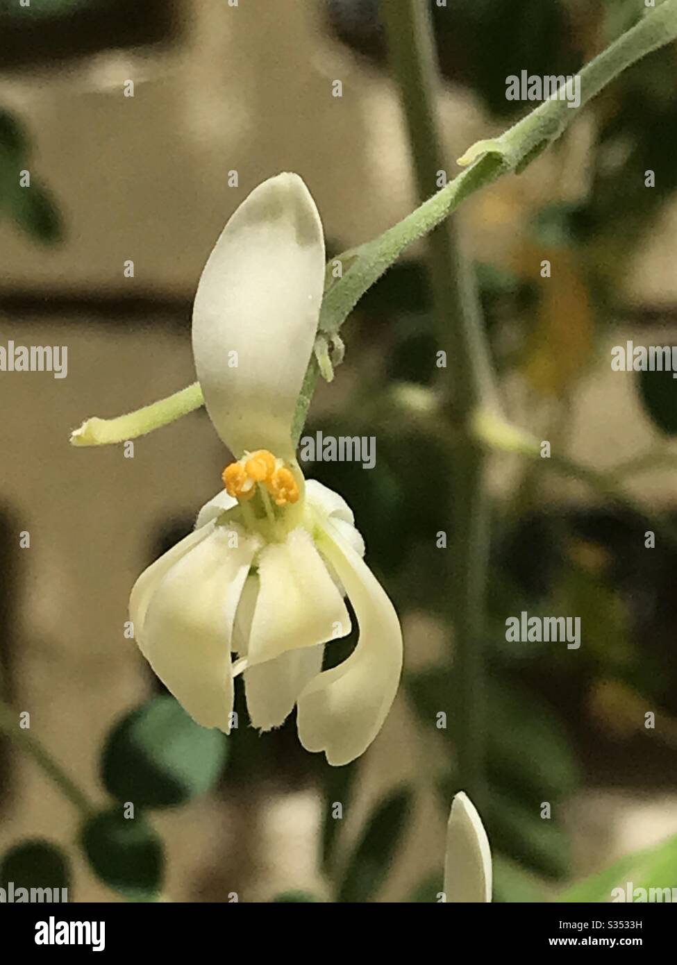 Drumstick flower; Moringa Oleifera the tree has parts which are edible vegetables, common in Indian subcontinent , other useful parts including nutritional and medicinal and even as water purification - Smartphone Captured Stock Image
