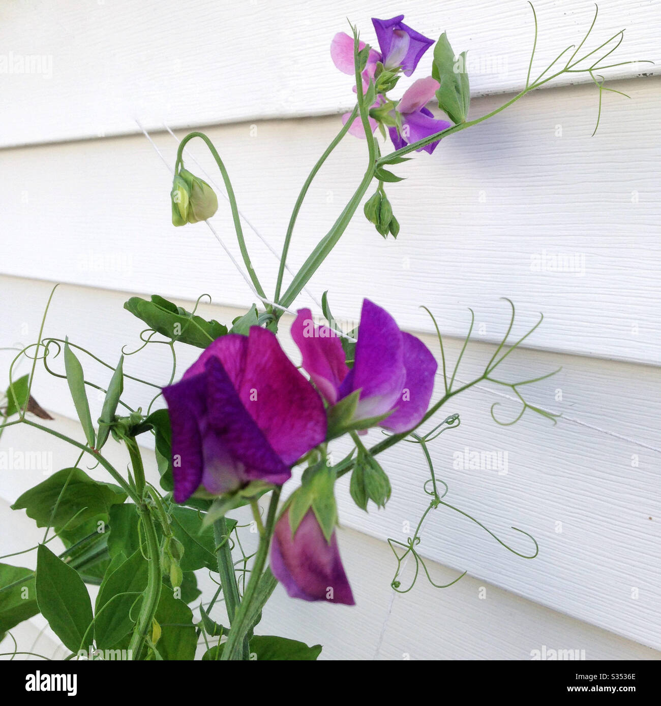 Sweet pea flowers blooming against White House in shades of purple - Smartphone Captured Stock Image