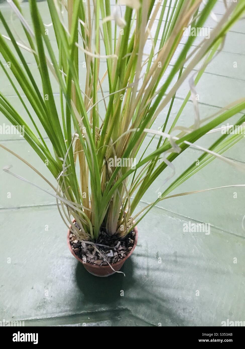 Home grown Chrysopogon Zizanioides grass before harvest- Ramacham in malayalam , Vetiver in Tamil, used for medicinal purpose , food & flavouring, perfume & aromatherapy, Singapore Stock Photo