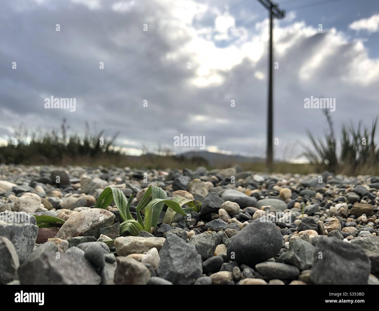 Plant growing on gravel road Stock Photo Alamy