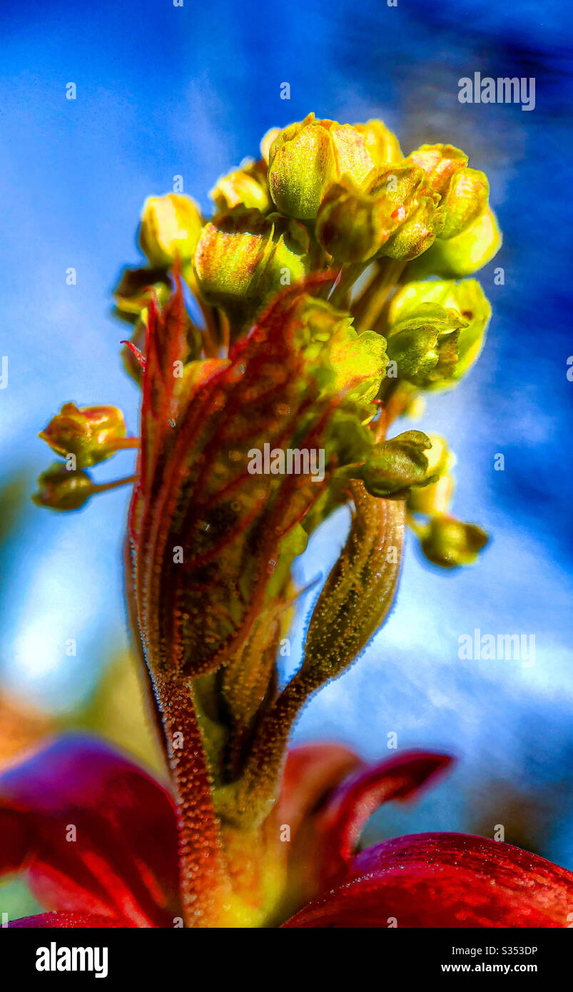 Colorful close up of a freshly opened bud of an oak tree in spring - Smartphone Captured Stock Image