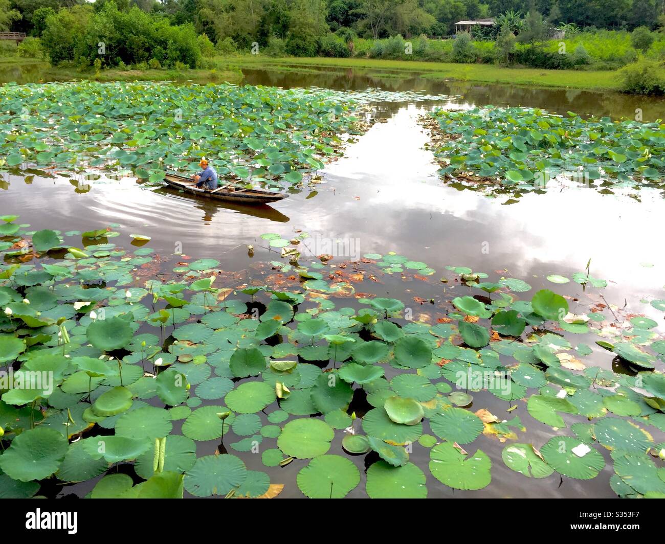 Catch fish on lotus lake Stock Photo