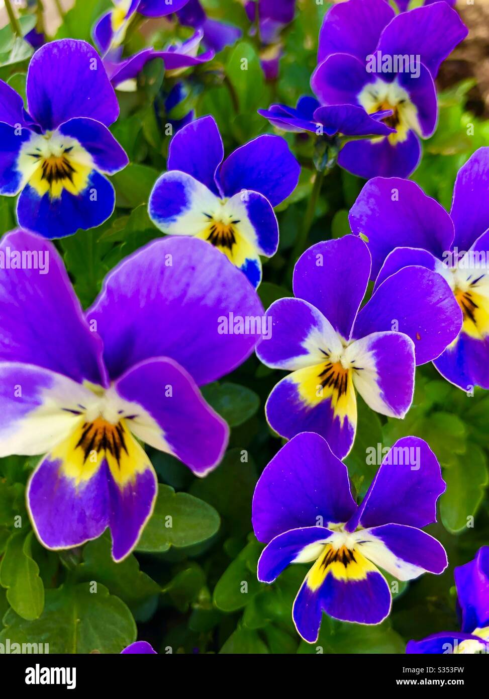 Purple pansies close up Stock Photo