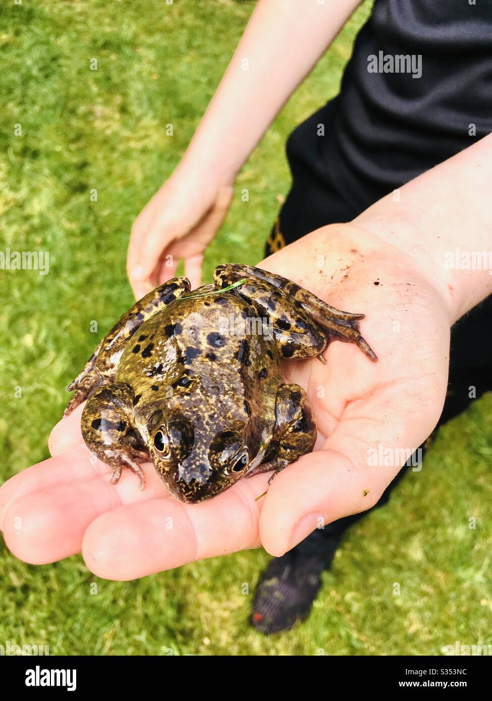 Boy with frog in hand Stock Photo
