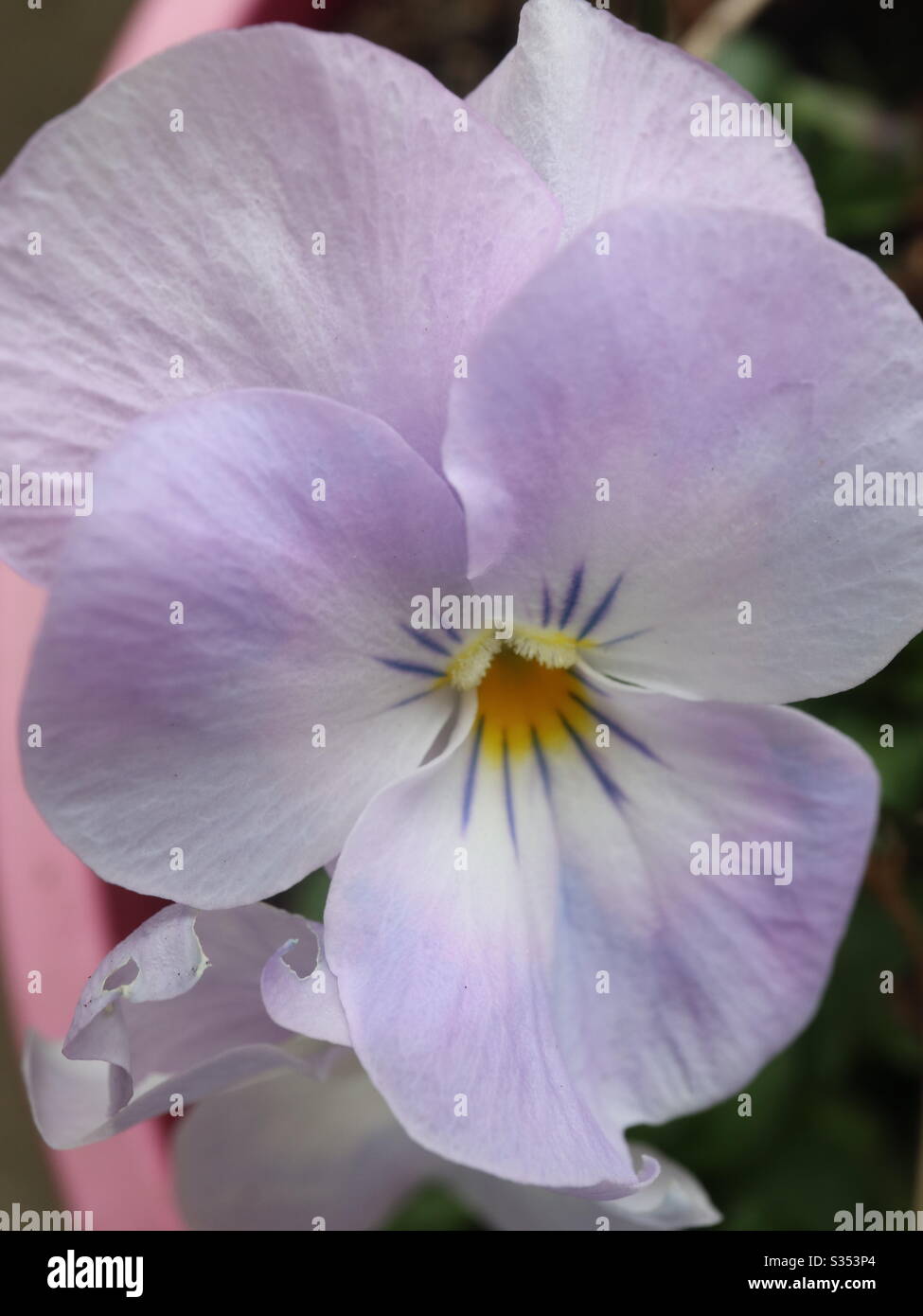 Violet Viola Very in bloom - Smartphone Captured Stock Image