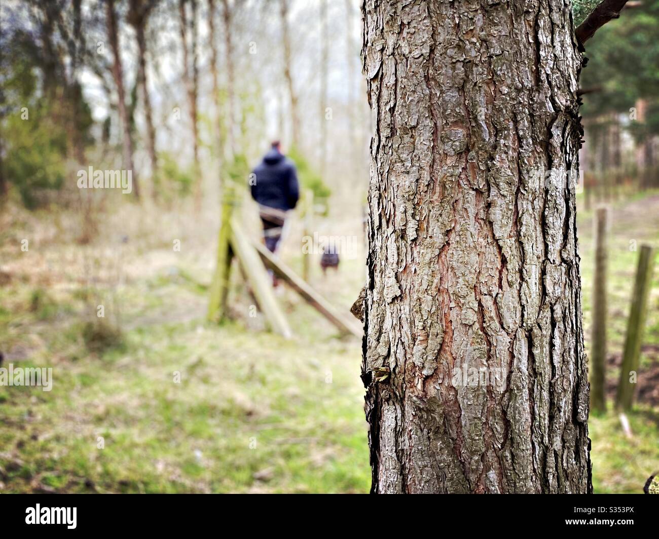 Blurry man is seen from behind with selective focus on tree trunk, walking dogs in nature through a pine forest - Smartphone Captured Stock Image