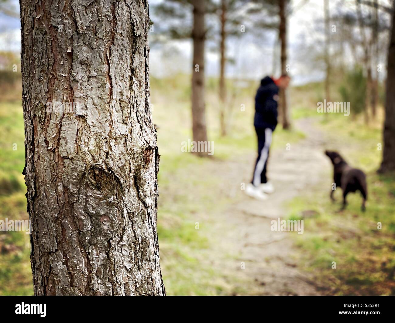 Blurry man is seen from behind with selective focus on tree trunk, walking dogs in nature through a pine forest - Smartphone Captured Stock Image