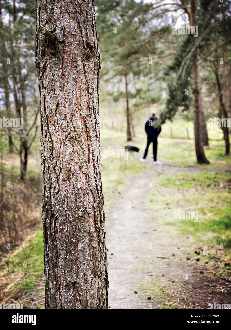 Blurry man is seen from behind with selective focus on tree trunk, walking dogs in nature through a pine forest - Smartphone Captured Stock Image